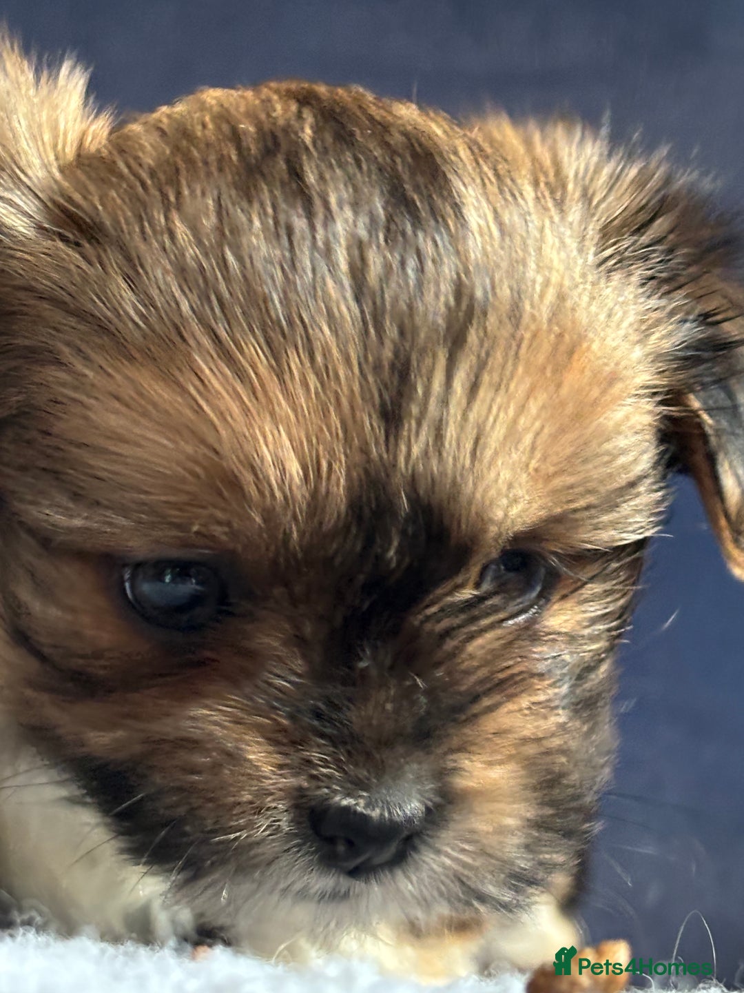 Lhasa Apso dogs for sale: Lhasa Apso Puppies – Tiny Tails, Big Hearts! - Image 35