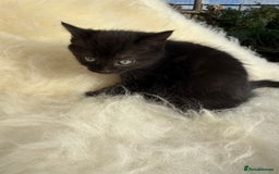 Mixed Breed cats for sale: Beutiful, Kittens Raised to Highest Standard - Image 10