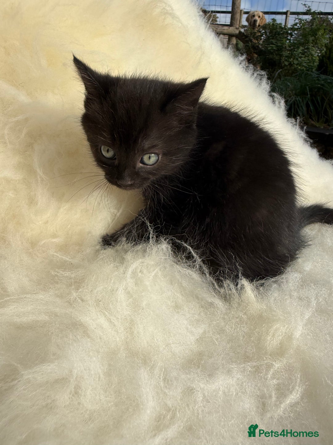Mixed Breed cats for sale: Beutiful, Kittens Raised to Highest Standard - Image 10