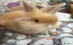 Angora rabbits for sale: Indoor raised Angora~ vaccinated  - Image 7