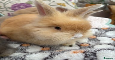Angora rabbits - Advert 7