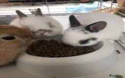 Netherland Dwarf rabbits for sale: Gorgeous Netherland Dwarf Rabbits 6 left 🐰 - Image 22