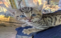 Domestic Shorthair cats for sale: Gorgeous 1/2 Bengals kittens - Image 7