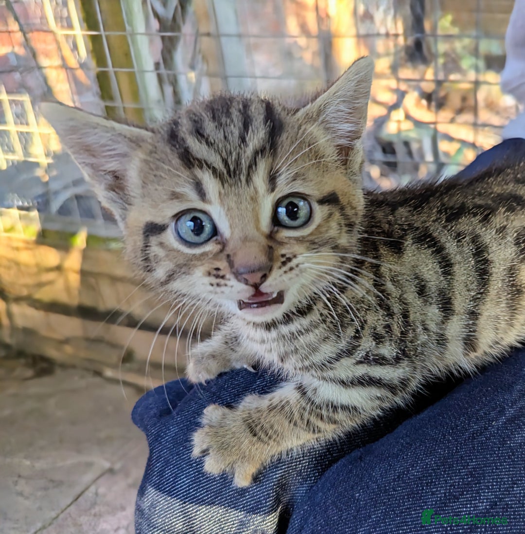 Domestic Shorthair cats for sale: Gorgeous 1/2 Bengals kittens - Image 7