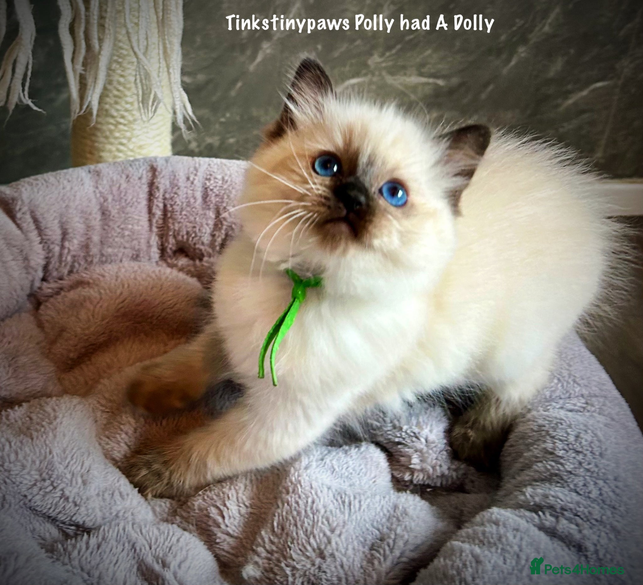 Ragdoll cats SEAL COLOURPOINT RAGDOLL KITTEN - Advert 1