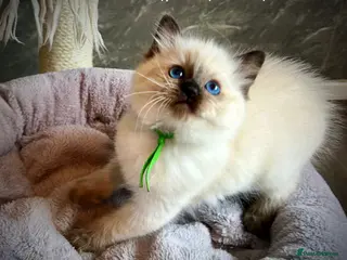 Ragdoll cats SEAL COLOURPOINT RAGDOLL KITTEN - Advert 1