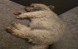 Shihpoo dogs for sale: Elderly Dog for Rehoming - Image 8