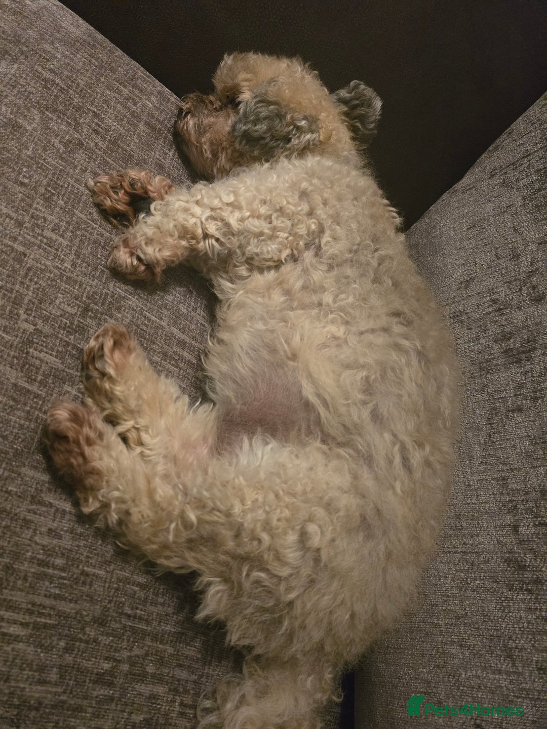 Shihpoo dogs for sale: Elderly Dog for Rehoming - Image 8
