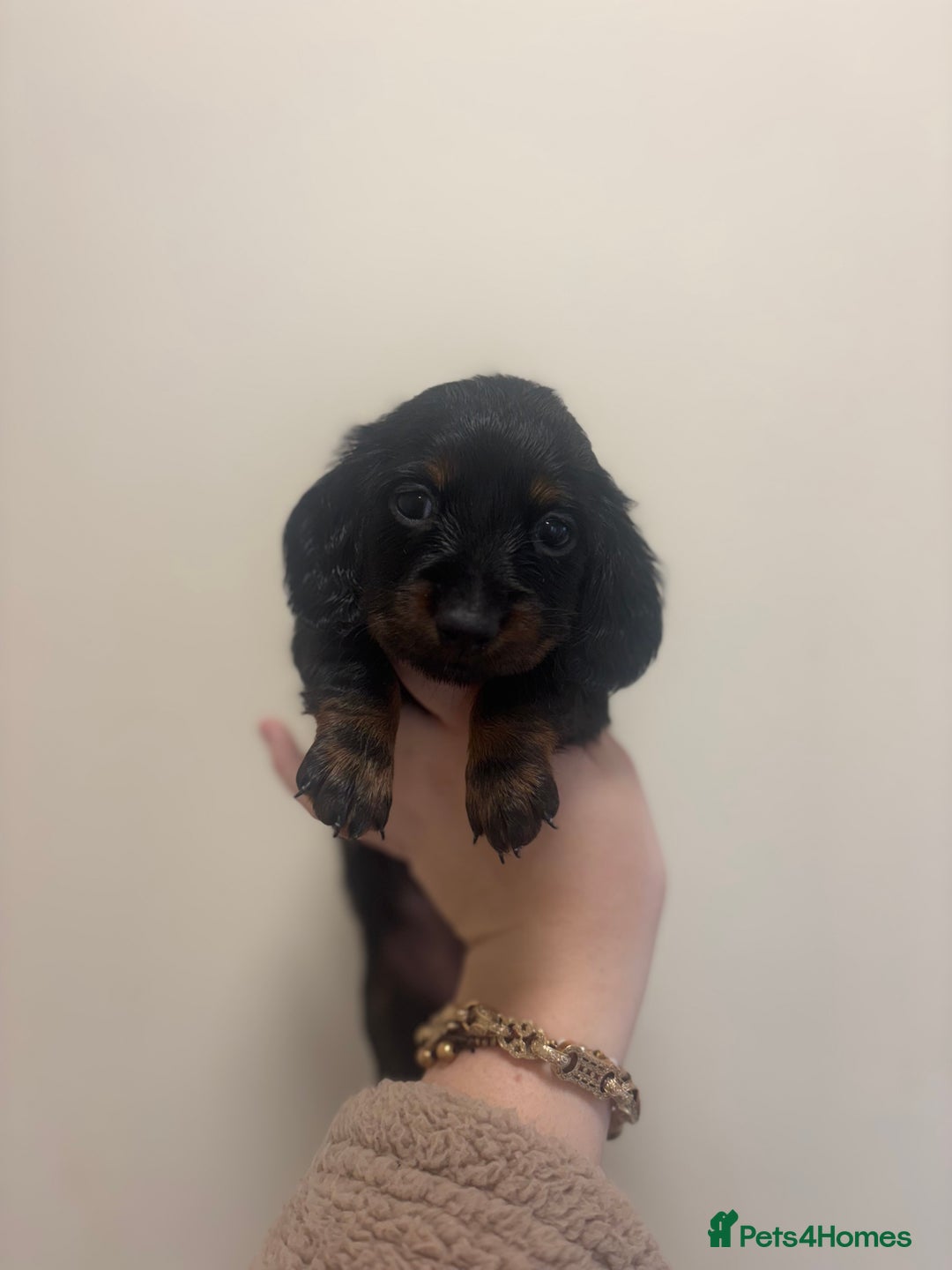 Miniature Dachshund dogs for sale: MINIATURE DACHSHUNDS - Advert 17