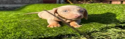 Miniature Dachshund dogs for sale: ❤️Adorable Isabella Miniature Dachshund Puppies 🐶 - Advert 5