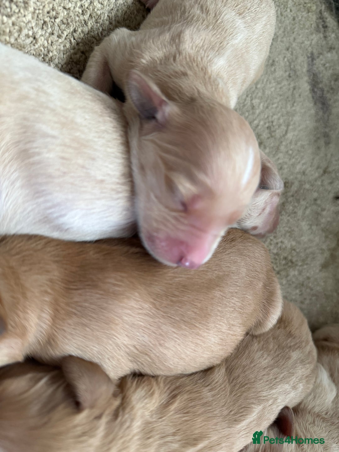 Golden Retriever dogs for sale: Stunning Top Quality Lines Golden Retriever Pups - Image 11