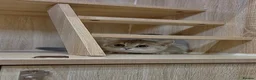 British Shorthair cats for sale: Friendly Blue/grey/golden British Shorthair Kitten - Advert 6