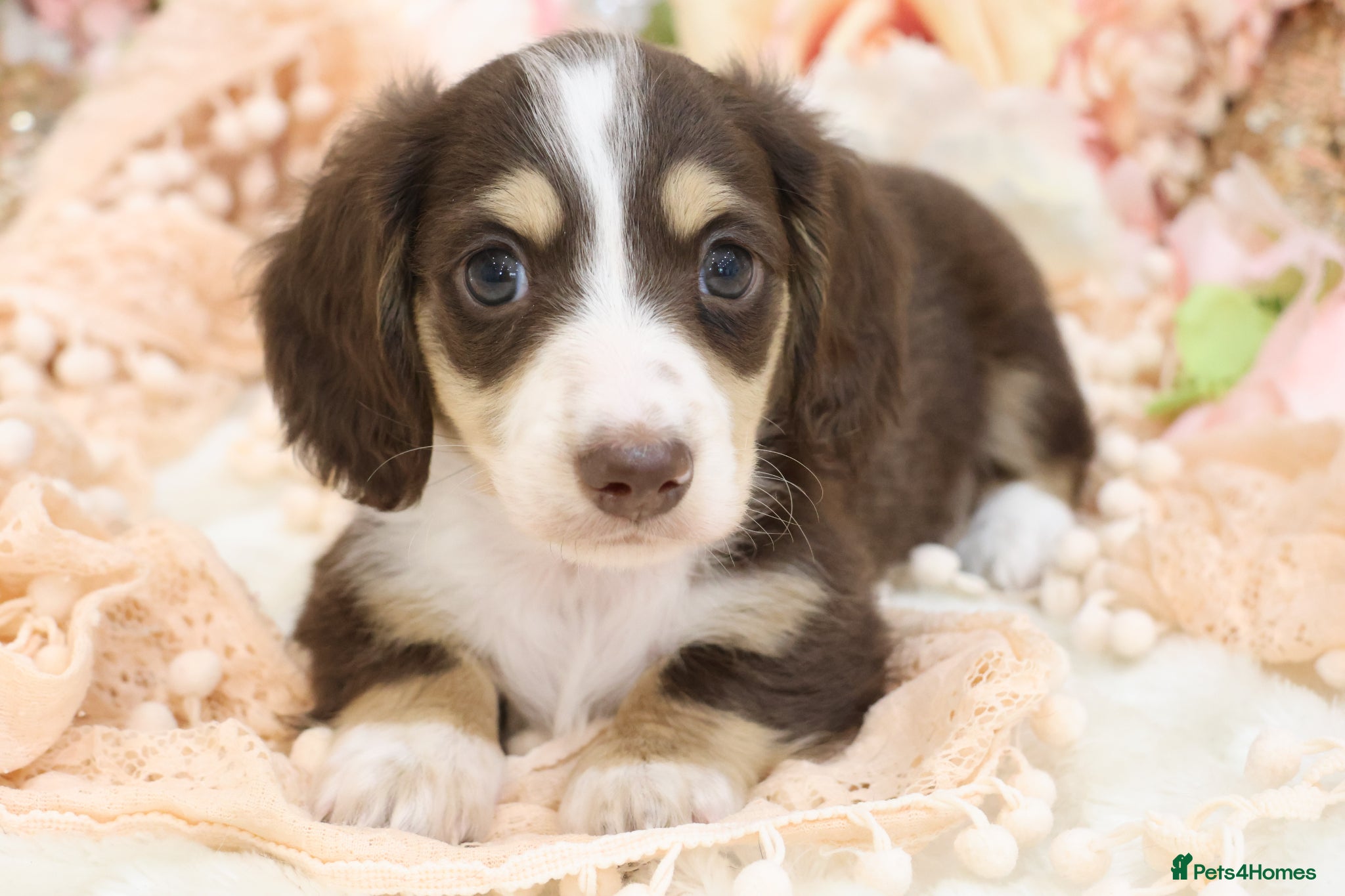 Miniature Dachshund dogs KC Longhair Miniature Dachshund Puppies - Advert 16