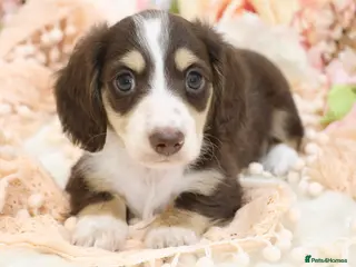 Miniature Dachshund dogs KC Longhair Miniature Dachshund Puppies - Advert 9