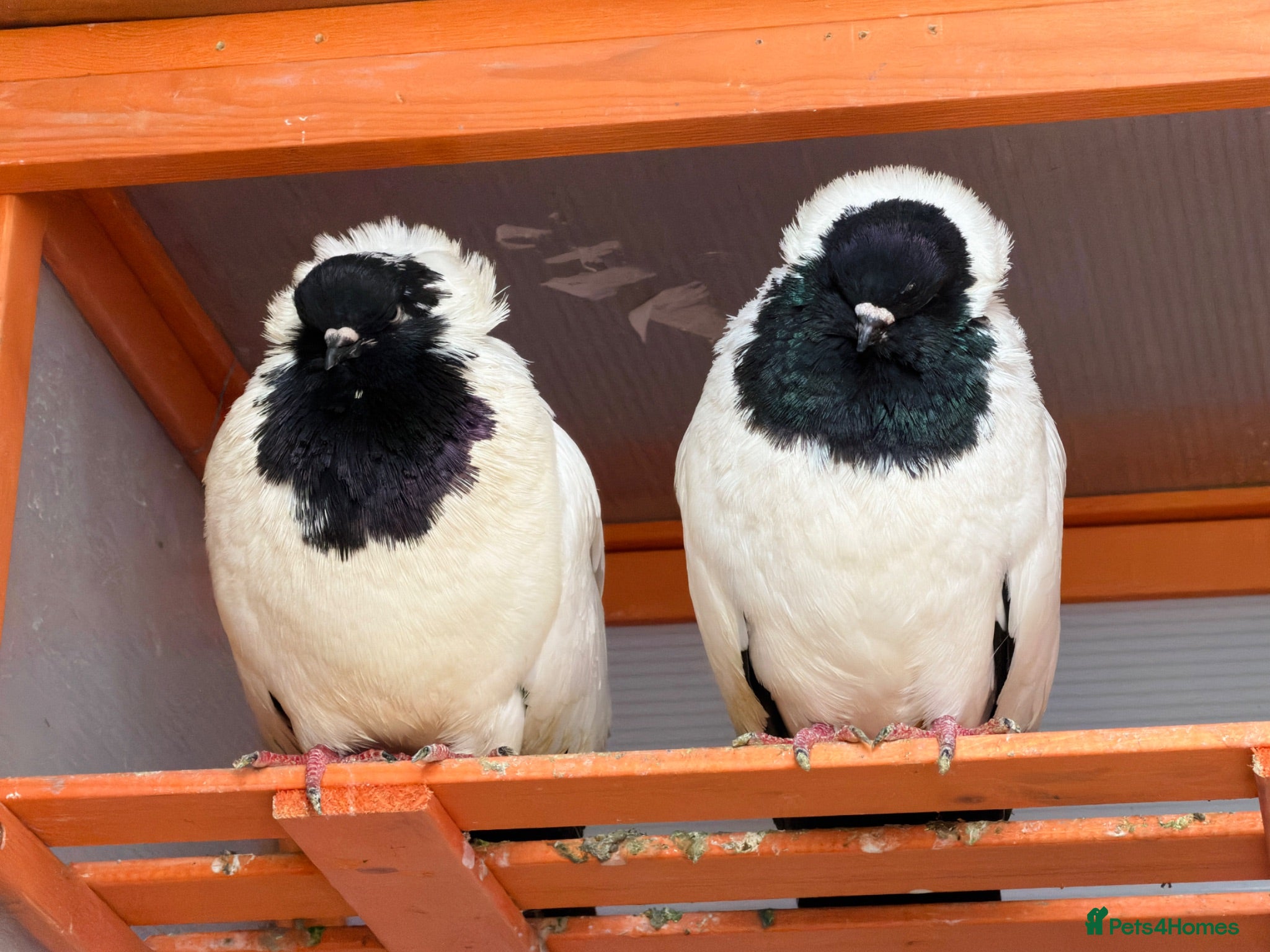 Mixed Breed birds English Nun  - Advert 13