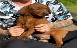 Labrador Retriever dogs for sale: Fox Red /  Mahogany Labradors  - Image 23