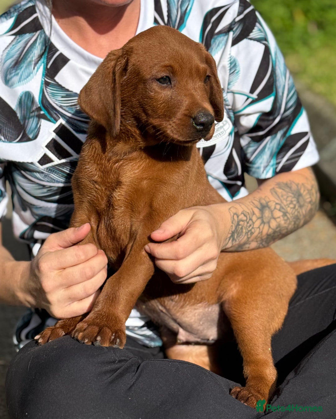 Labrador Retriever dogs for sale: Fox Red /  Mahogany Labradors  - Image 23