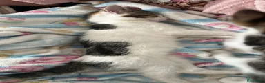 Mixed Breed 1