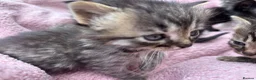 British Shorthair cats for sale: Friendly Tabby kittens  - Advert 3