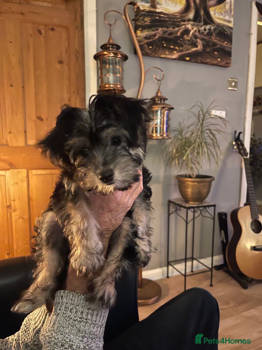 Mixed Breed dogs for sale: Adorable Morkie Poo puppies - Advert 3