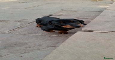 Dachshund dogs - Advert 2