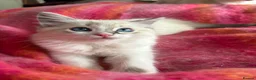 Ragdoll cats for sale: Cute and friendly fluffy Ragdoll kittens - Advert 29