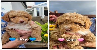 Cockapoo dogs - Advert 15