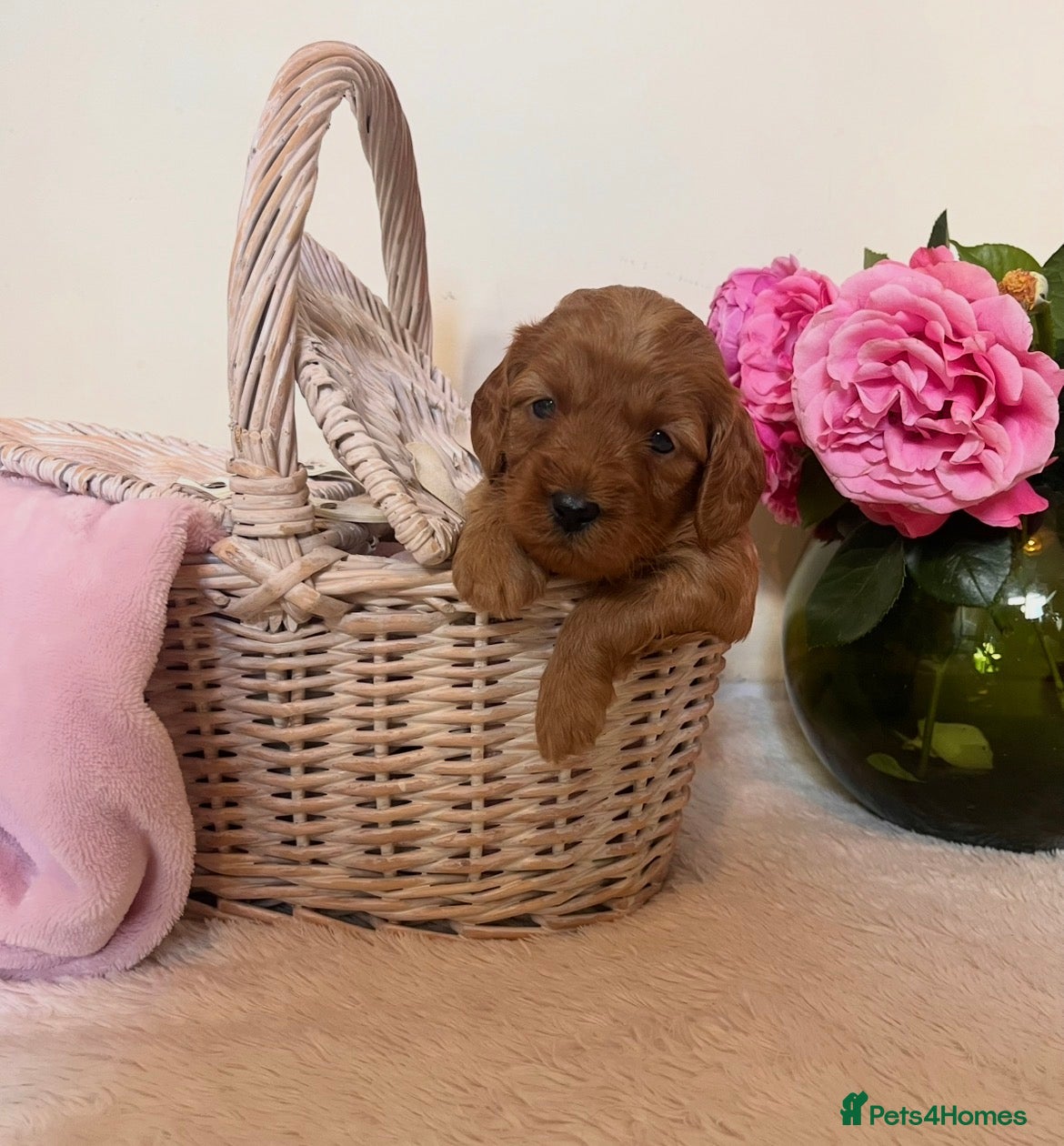 Cockapoo dogs 🐶✨ 8 Beautiful FB1 Cockapoo Puppies ✨🐶  - Advert 9