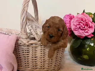 Cockapoo dogs 🐶✨ 8 Beautiful FB1 Cockapoo Puppies ✨🐶 - Advert 2