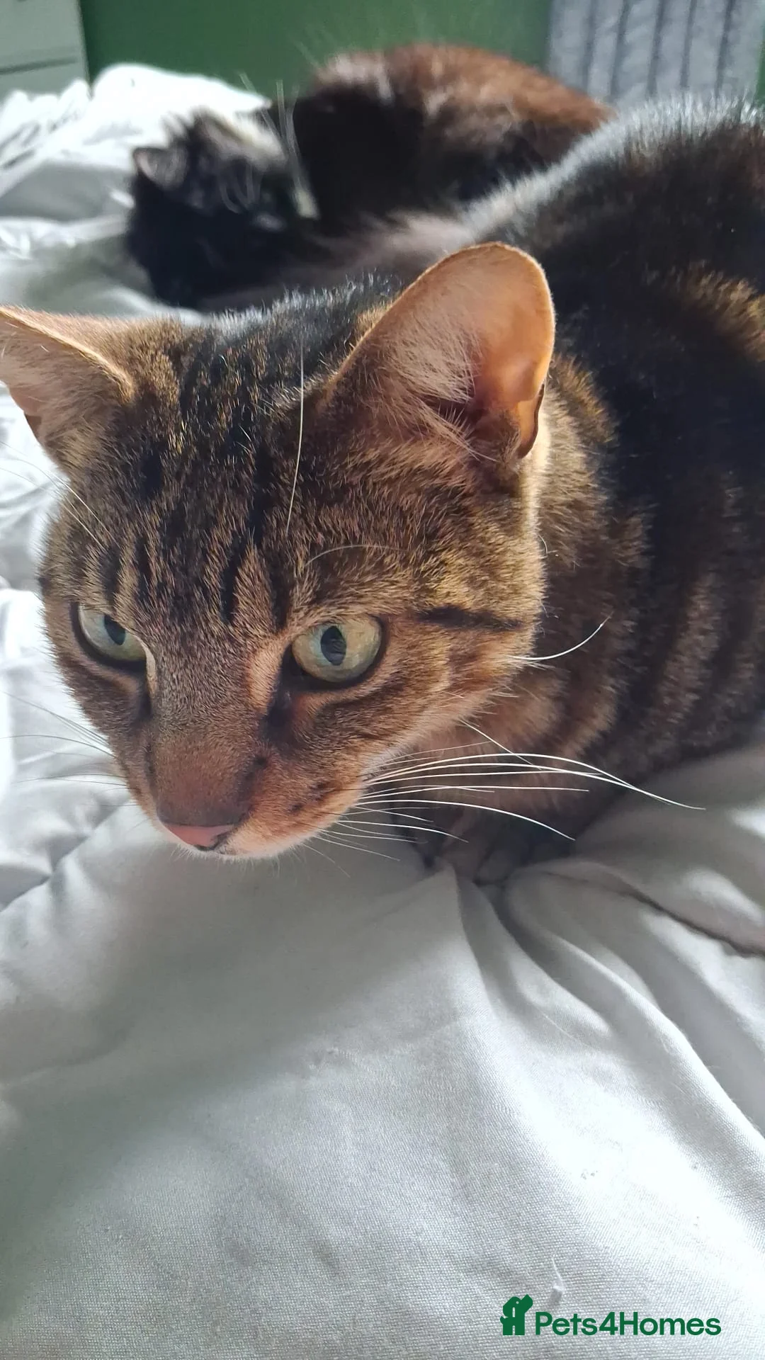Mixed Breed cats for sale: Meet Kali! in Rotherham - Advert 3
