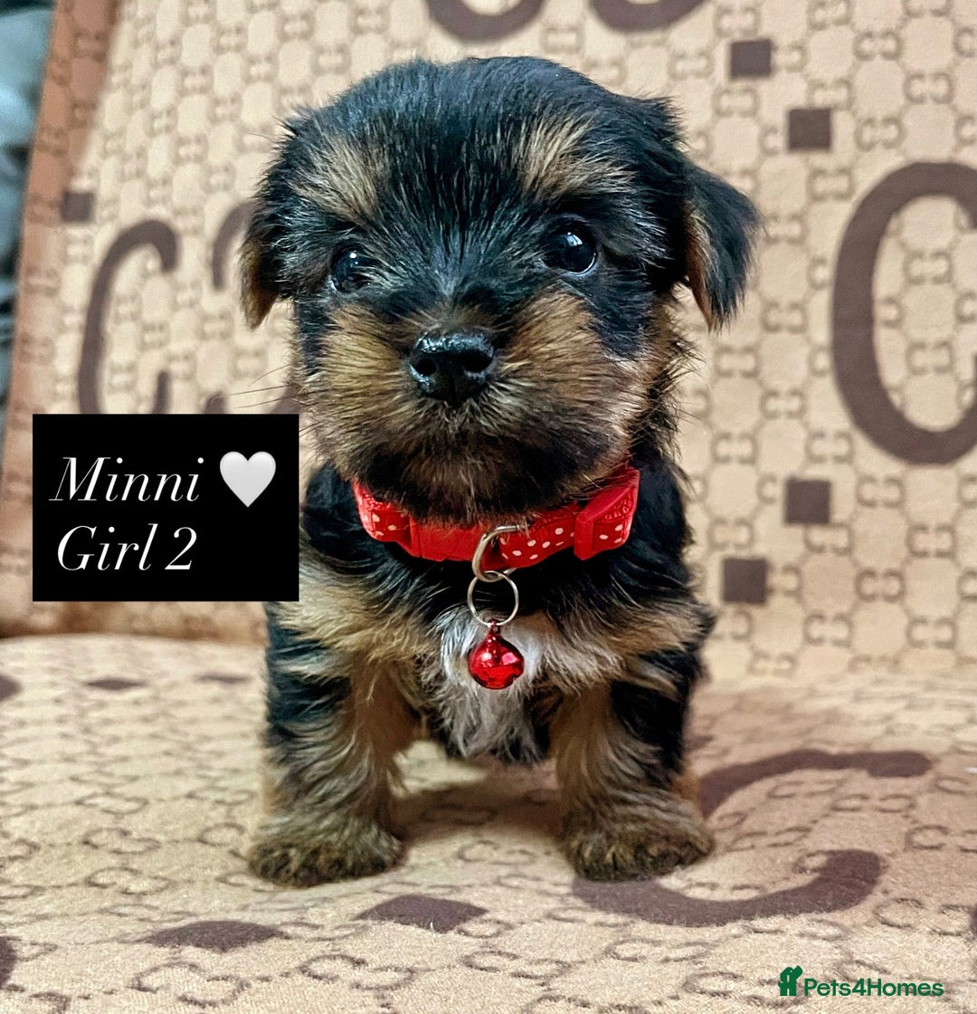 Yorkshire Terrier dogs for sale: Beautiful Yorkshire Terrier Puppies  - Advert 16