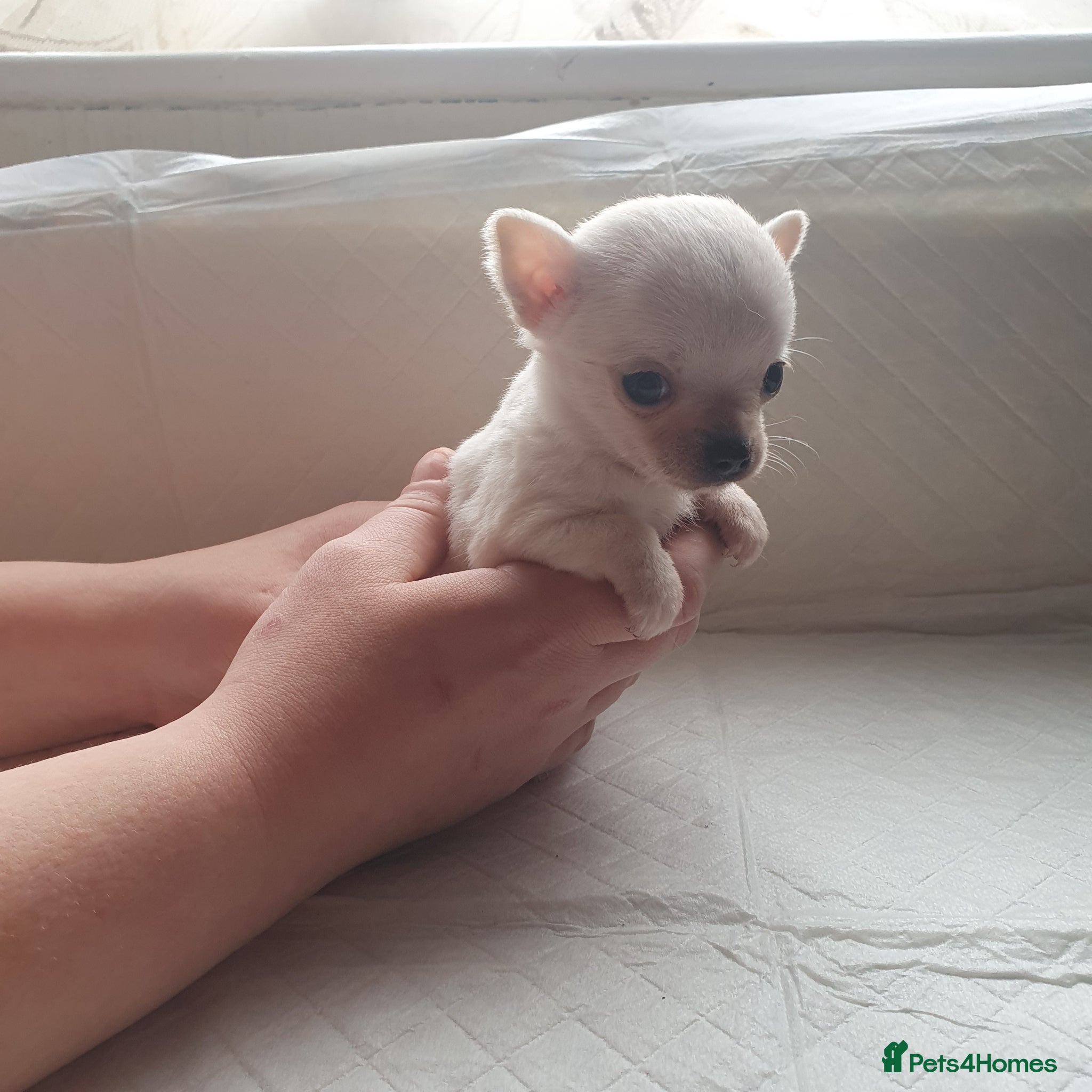 Chihuahua dogs  **  chihuahuas 2 tiny boys available   - Advert 2