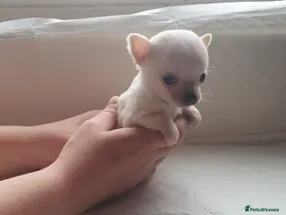 Chihuahua dogs ** chihuahuas 2 tiny boys available - Advert 5