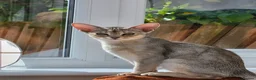 Abyssinian cats for sale: Silver black girl - Advert 3