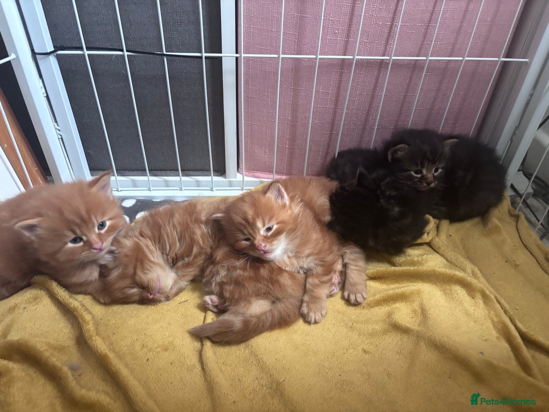 Maine Coon cats for sale: 5 gorgeous 3/4 Maine coon babys - Image 3