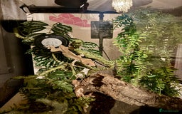 Gecko reptiles for sale: Crested gecko (currently reserved) - Advert 6