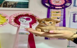 Abyssinian cats for sale: Pure pedigree Tica registered Abyssinian kittens  - Image 34