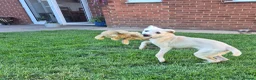 Mixed Breed dogs for sale: Mabel is 5 months old  - Advert 4