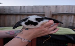 English Lop rabbits for sale: Baby Rabbits - Image 2