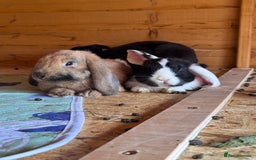 Mini Lop rabbits for sale: the lovely little oreo - Image 2