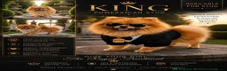 Pomeranian dogs for stud:  **  Pomeranian stud  - Advert 1