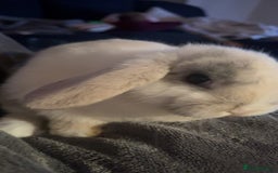 Mini Lop rabbits for sale: READY TO GO Beautiful mini lop rabbit GIRL - Image 5