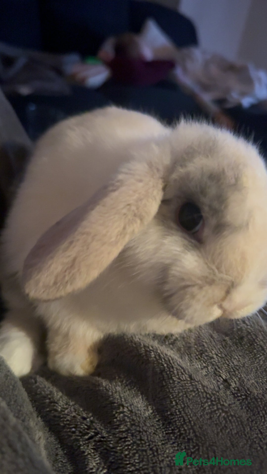 Mini Lop rabbits for sale: READY TO GO Beautiful mini lop rabbit GIRL - Image 5