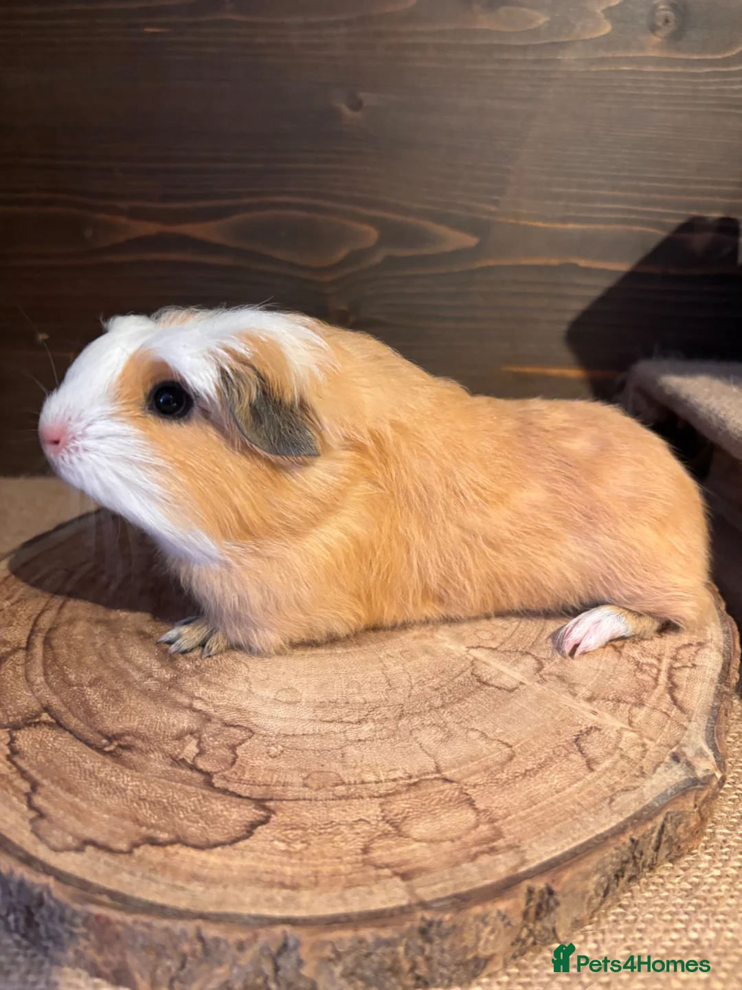 Guinea Pig rodents for sale: Merino, texel and coronet guinea pigs  in Bishop's Stortford - Advert 6