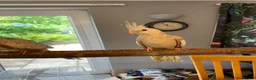 Cockatiels birds for sale: Hand reared Cockatiels  - Advert 8