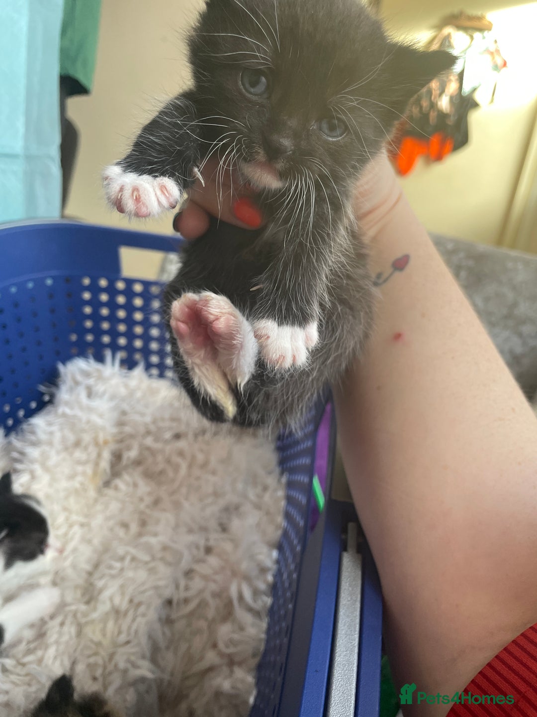 Domestic Shorthair cats for sale: Kittens  - Image 7