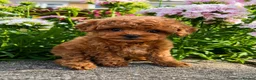 Toy Poodle dogs for sale: Stunning Asian Toy Poodle Puppies – Ready Now 🐾 - Advert 10