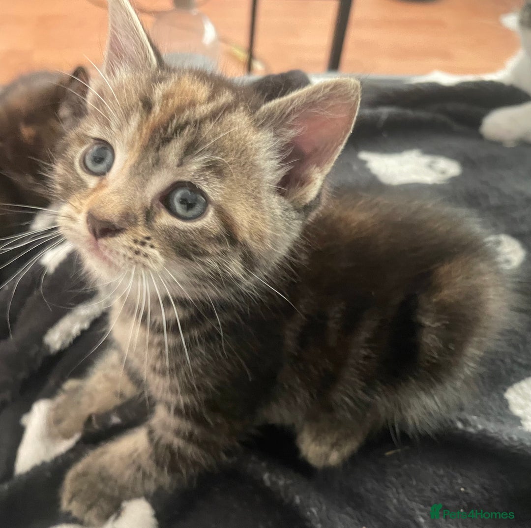 Domestic Shorthair cats for sale: 2 Adorable Female Kittens - Image 1