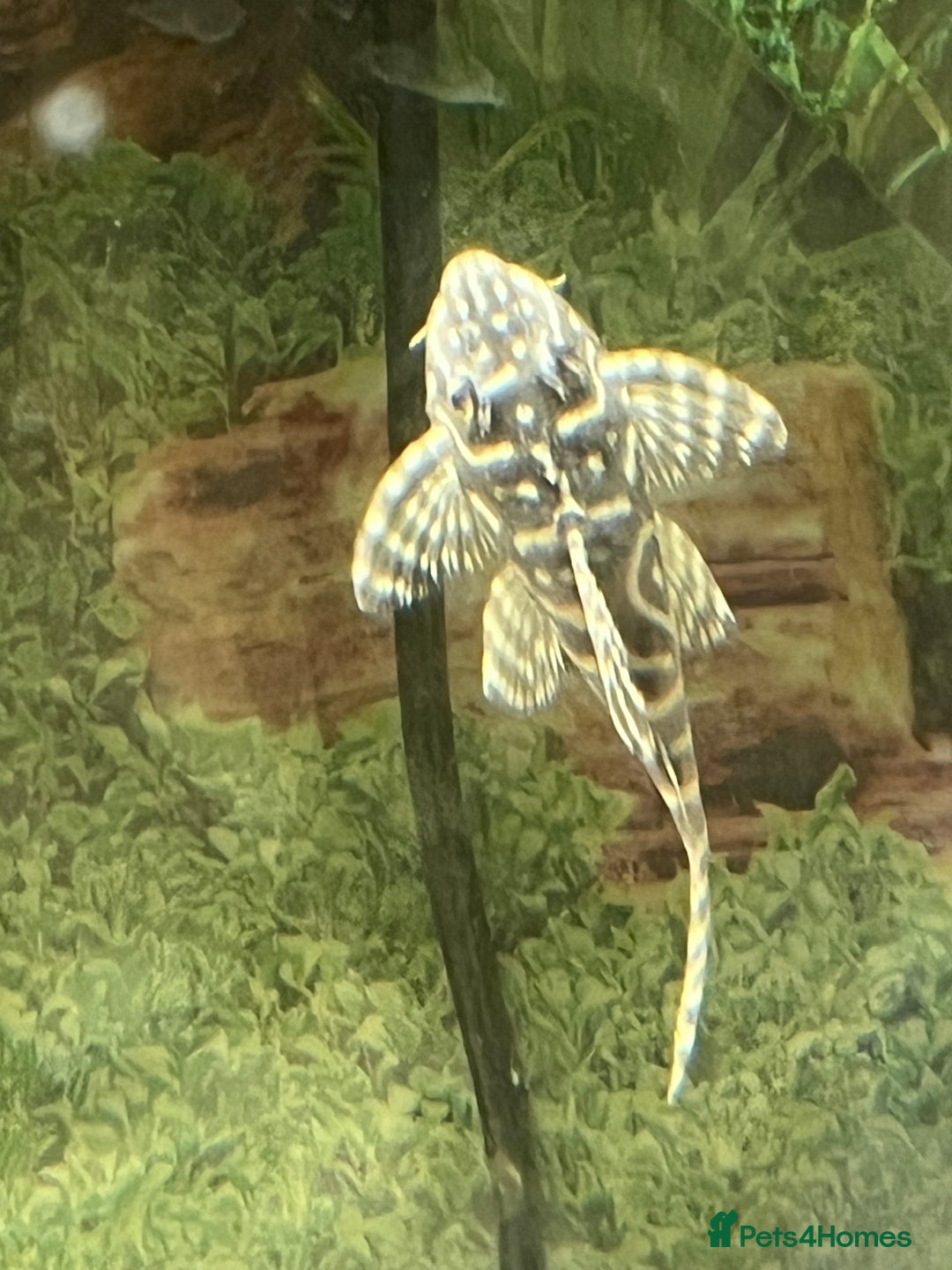 Plecos fish for sale: L333 Gurupa Rare! 9 adults.  - Image 20