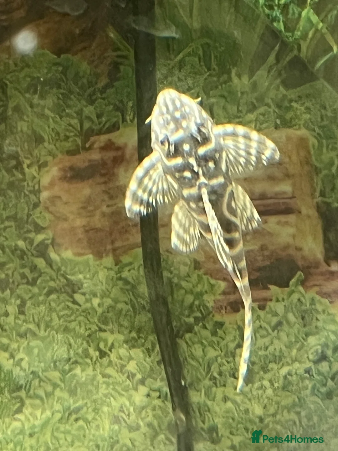 Plecos fish for sale: L333 Gurupa Rare! 9 adults. Pairs also available.  - Advert 20